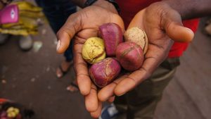 Oji (Kola Nut) 